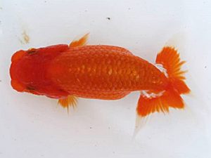 研究会　四位　櫻井　彰