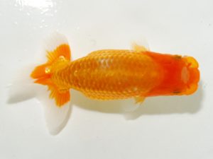 研究会　1位　船宝　務