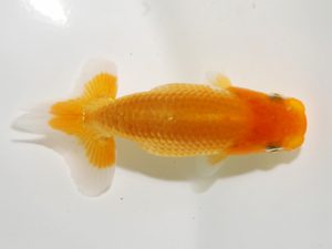 研究会 加曽利敏幸