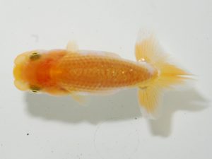 研究会 11位　飯塚久好