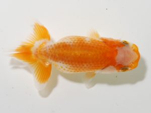 研究会 12位　山内研作