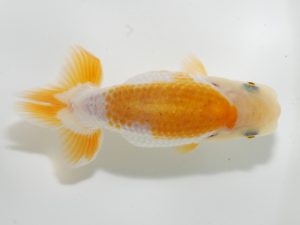 研究会 13位　佐藤保行