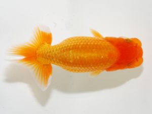 研究会 14位　大渕　功