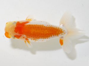 研究会 15位　船宝克行