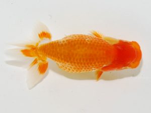 研究会 16位　堀切輝雄