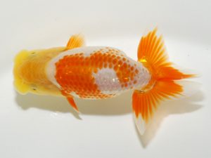 研究会　3位　能勢重徳