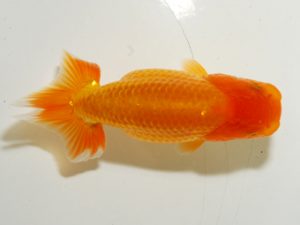 研究会　4位　秋元和男