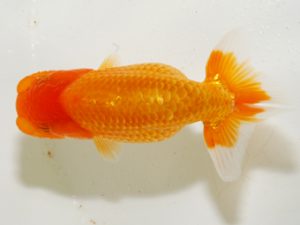 研究会　5位　大渕　功