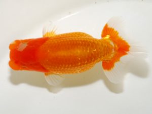 研究会 6位　船宝　務