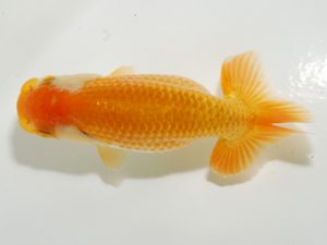 研究会 7位　高地成弥