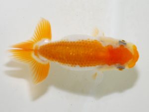 研究会 8位　山下　晃