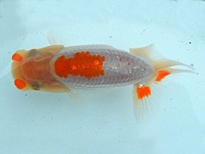 研究会　西大関　伊藤政美