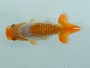 研究会　立行司　石丸満春