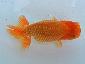 研究会　東取締　立松和三