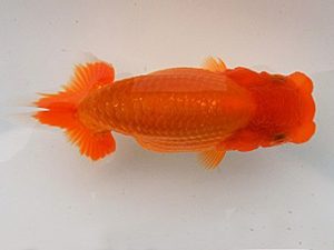 研究会　西取締　伊藤弘之