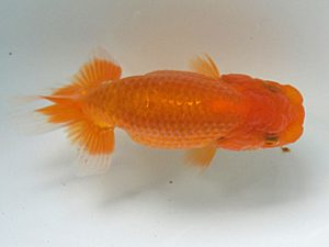 研究会　1席　高岡泰雄