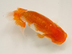 研究会　2席　松友正一