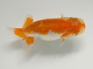 研究会　3席　高岡泰雄