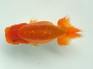 研究会　4席　松友正一