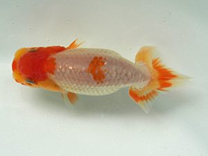 研究会　5席　山口人史