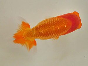 倉敷栄蘭会 研究会 東勧進元　大熊正人　倉敷