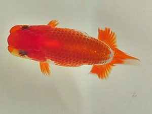 倉敷栄蘭会 研究会 西勧進元　石田一男　福山