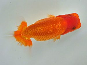 倉敷栄蘭会 研究会 行司二　野口隆朗　香川