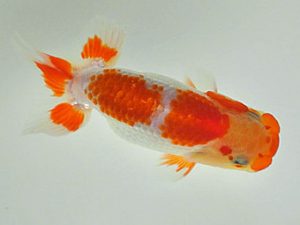 倉敷栄蘭会 研究会 行司三　鈴木ミカ　倉敷