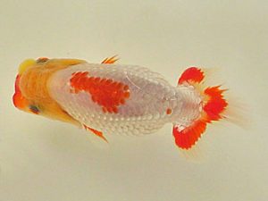 倉敷栄蘭会 研究会 西脇行司　三宅一共　浅口