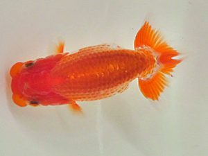 倉敷栄蘭会　研究会　西大関　三宅一共　浅口