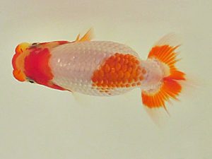 倉敷栄蘭会　研究会　立行司　小野悦史　寄島