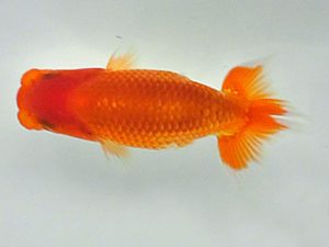 倉敷栄蘭会　研究会　東取締　小野悦史　寄島