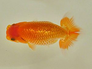 倉敷栄蘭会　研究会　西取締　野口隆朗　香川