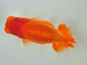 倉敷栄蘭会 研究会 東関脇　原田和彦　倉敷