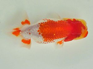 倉敷栄蘭会 研究会 西関脇　原田和彦　倉敷