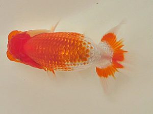 倉敷栄蘭会 研究会 東小結　鈴木ミカ　倉敷