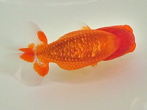 倉敷栄蘭会 研究会 西小結　赤沢孝由　総社