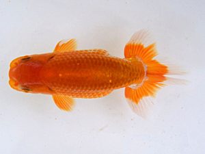 研究会　東大関　川岡鶴松　尾道