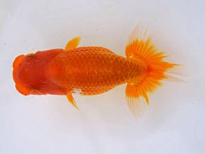 研究会 東勧進元　藤原博文　徳島