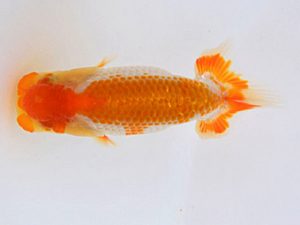 研究会 西勧進元　村上暢彦　浅口