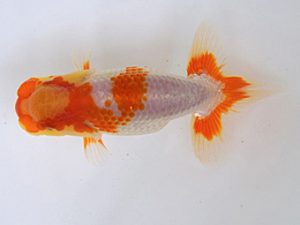 研究会　西大関　村上暢彦　浅口