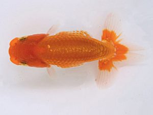 研究会　立行司　石田一男　福山