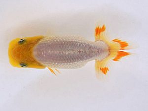 研究会　東取締　橋村健太　呉