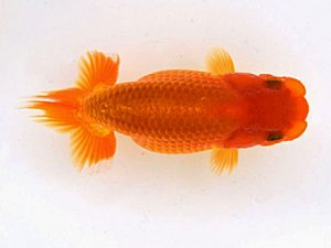 研究会　西取締　石田一男　福山