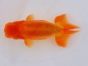 研究会 東関脇　友松祐治　竹原