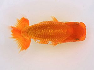 研究会 東小結　赤木美日　岡山