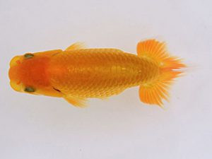 研究会 西小結　野口隆朗　香川