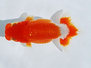 常陸らんちゅう会　研究会　東大関　藤田達也　東海村