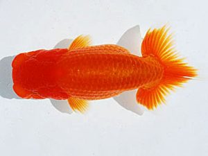 常陸らんちゅう会　研究会　西大関　藤田達也　東海村
