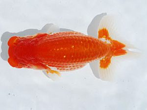 常陸らんちゅう会　研究会　立行司　荻谷冨士夫　水戸市